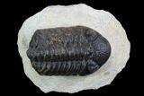 Morocops Trilobite - Visible Eye Facets #120079-1